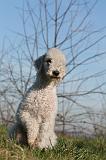 BEDLINGTON TERRIER 114